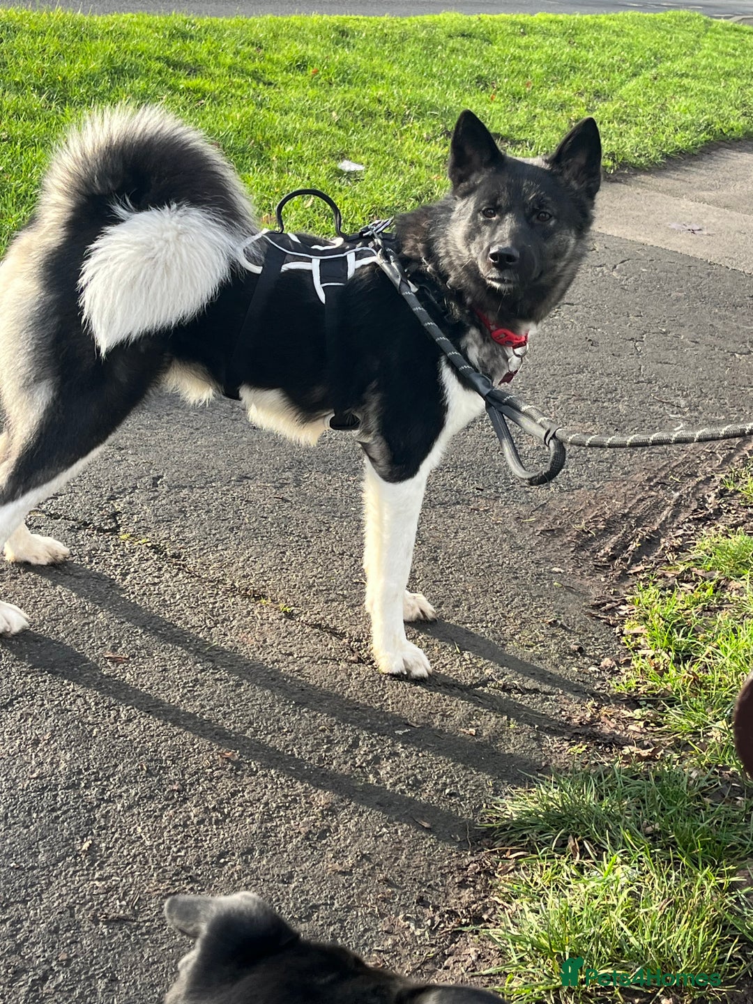 Akita dogs for sale: Akita Skye  - Advert 1