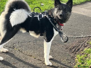 Akita dogs Akita Skye - Advert 1