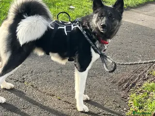 Akita dogs Akita Skye - Advert 1