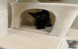 Mixed Breed cats for sale: Adorable kittens ready to go - Image 2
