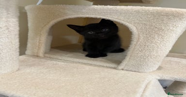 Mixed Breed cats - Advert 4