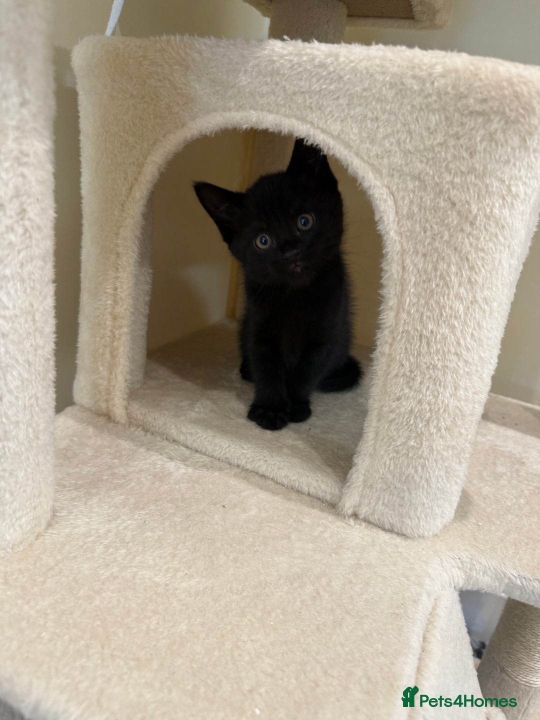 Mixed Breed cats for sale: Adorable kittens ready to go - Image 2