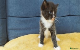 Ragdoll cats for sale: Half Ragdoll -one black boy - Image 21