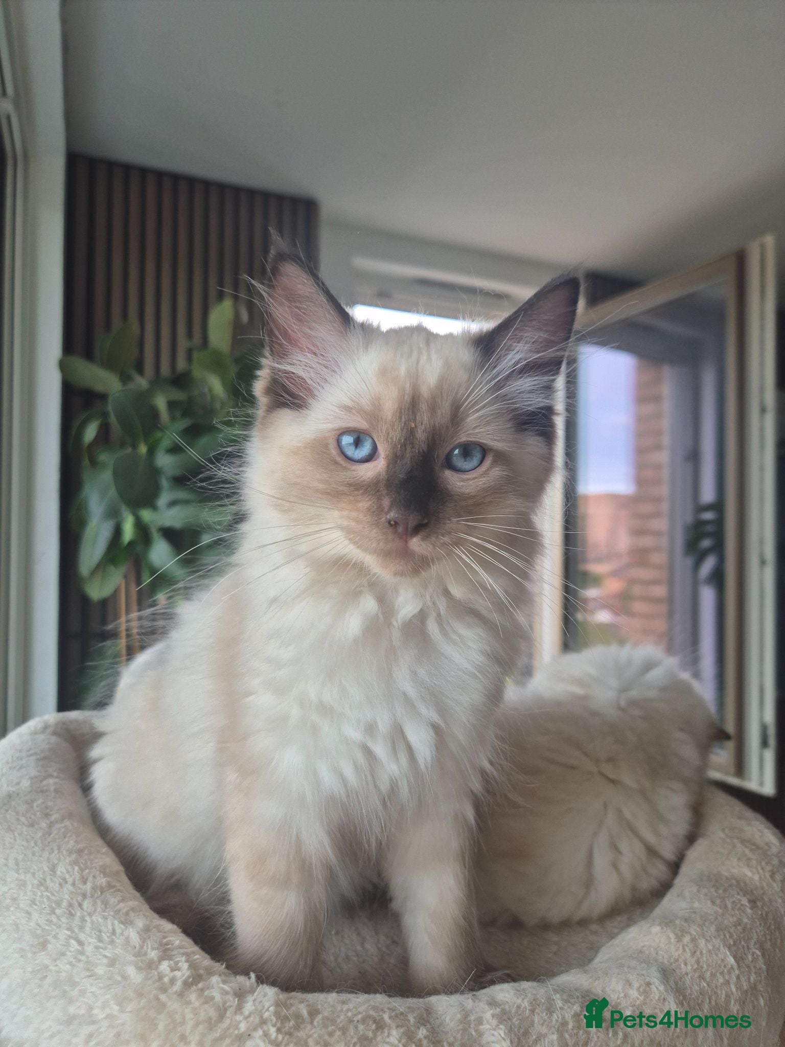 Ragdoll cats 4 beautiful Ragdolls left  - Advert 1