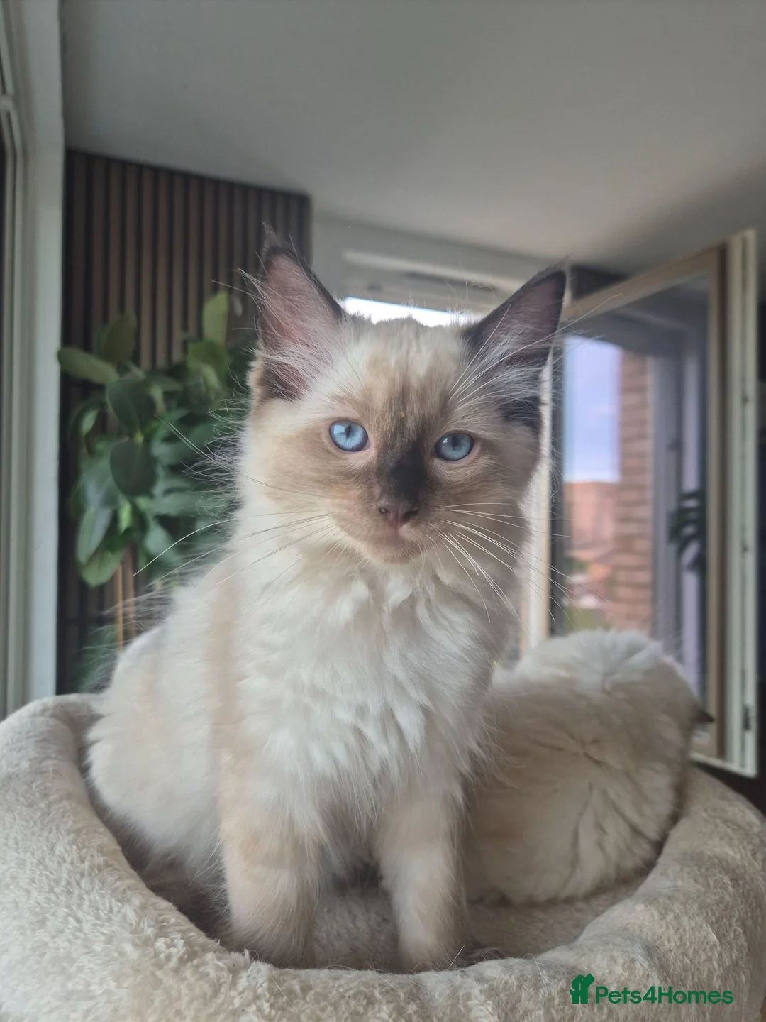 Ragdoll cats for sale: 4 beautiful Ragdolls left  - Advert 1