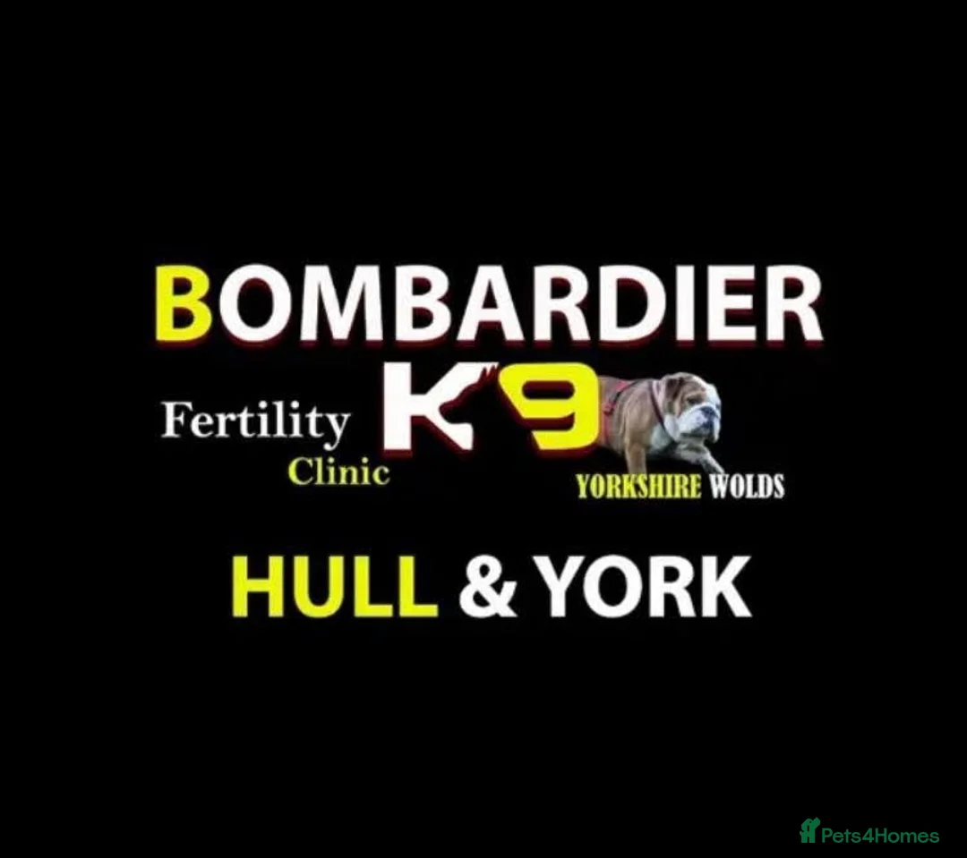 Shih Tzu dogs for stud: Jasper fully KC Registered  in York - Advert 5