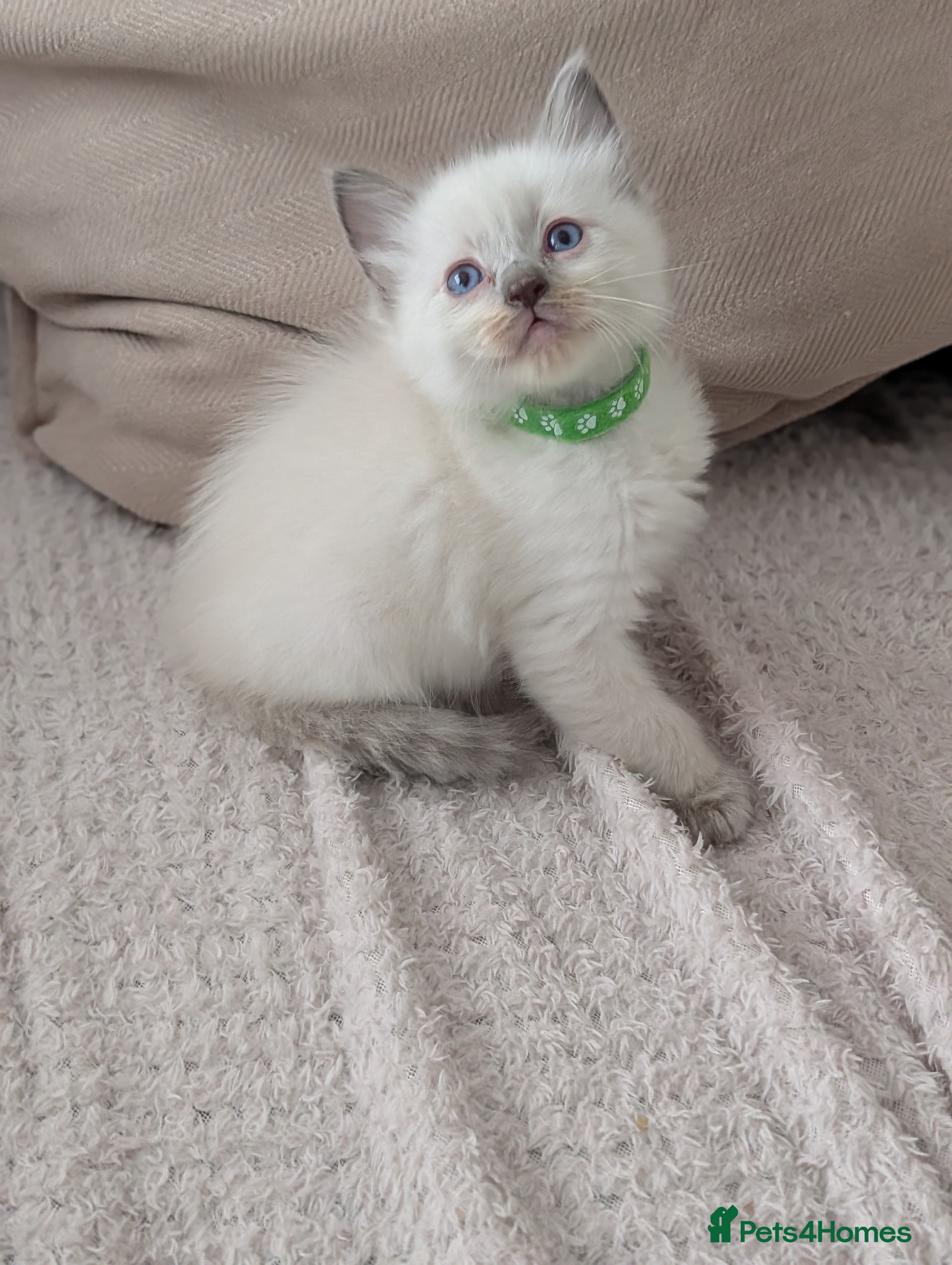 Ragdoll cats 2 boys still avilable green and Grey  - Advert 7