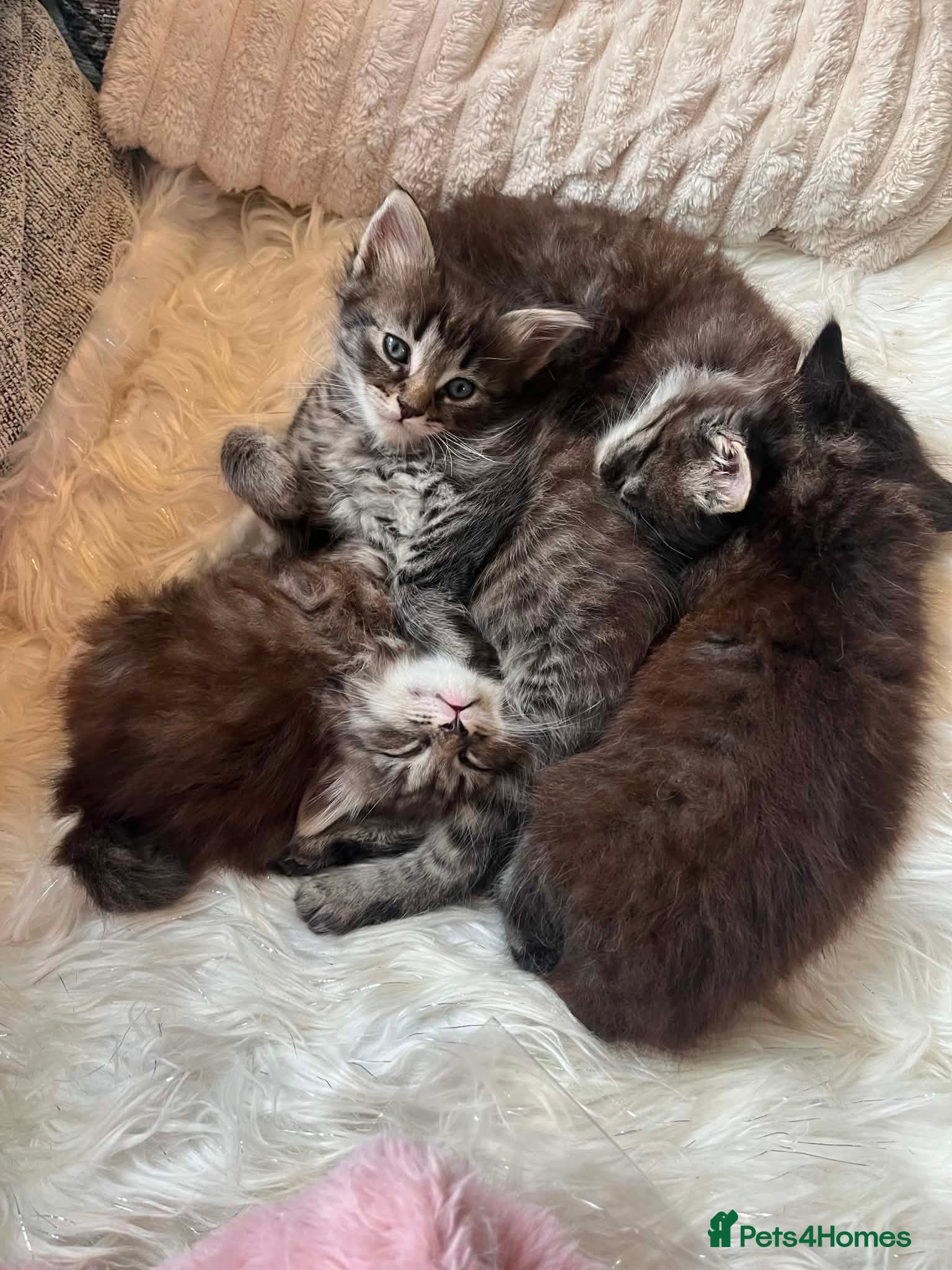 Mixed Breed cats 4 kittens for sale - Advert 13