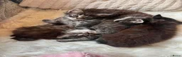 Mixed Breed cats for sale: 4 kittens for sale - Advert 1
