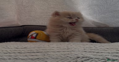 Persian cats - Advert 3