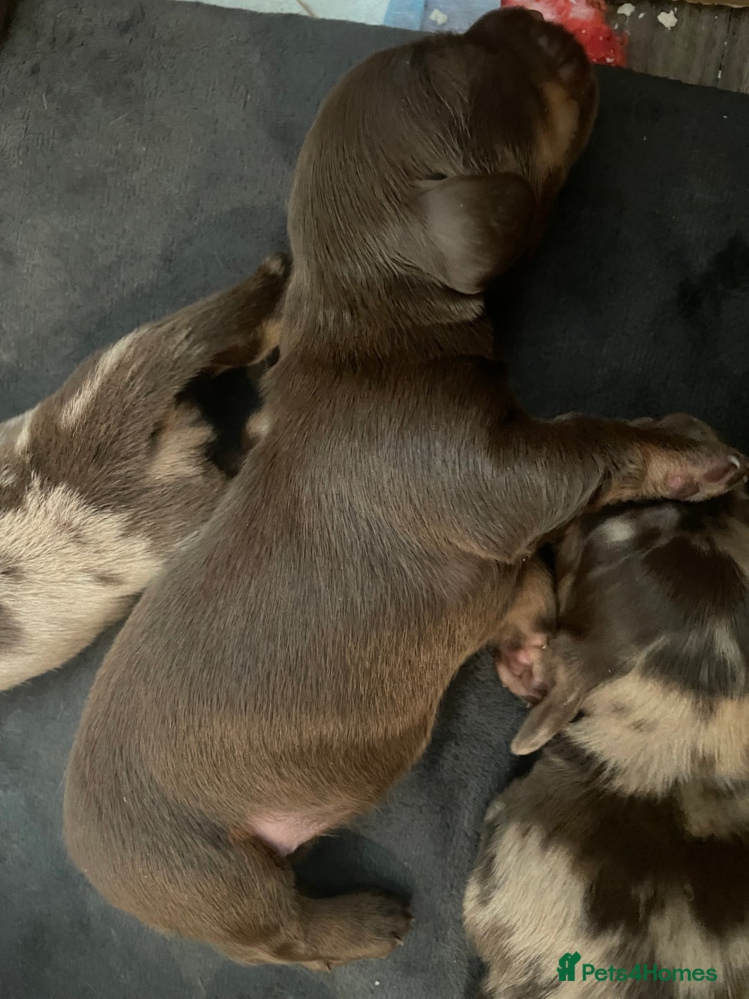 Miniature Dachshund dogs for sale: Miniature Dachshund Long Haired Puppies  - Advert 6