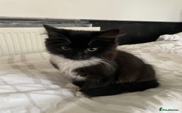 British Shorthair cats for sale: Black and White Kittens - Image 4