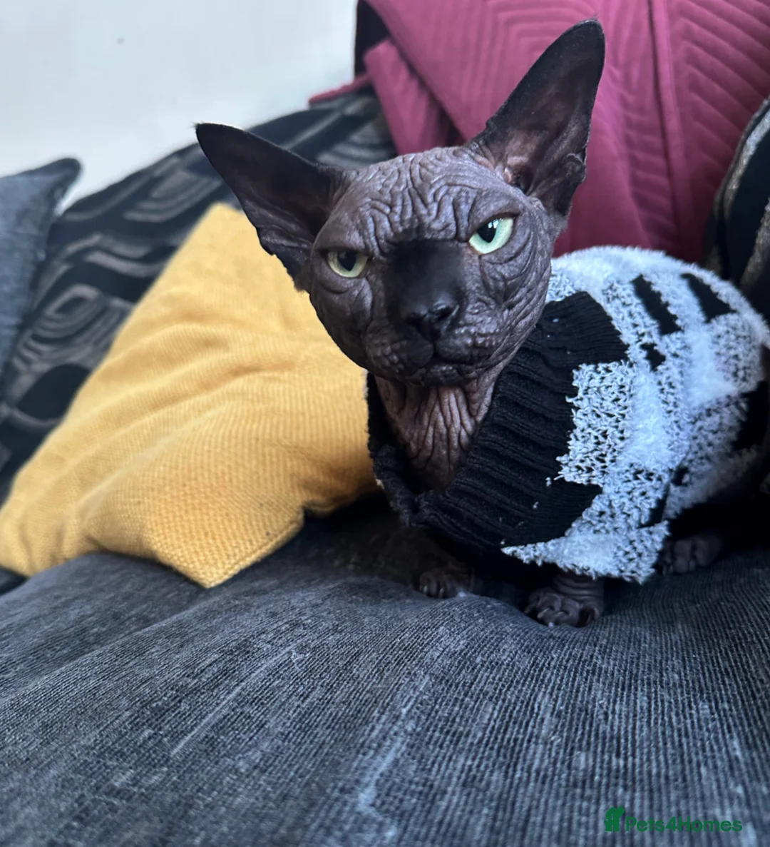 Sphynx cats for sale: Stunning TICA Registered Bambino Boy – Proven Stud - Advert 2