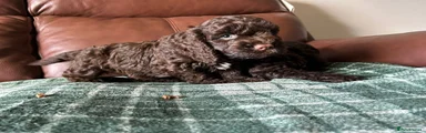 Cockapoo 2