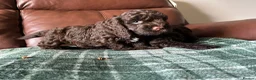 Cockapoo dogs for sale: F1 Cockerpoos’s puppies - Advert 6