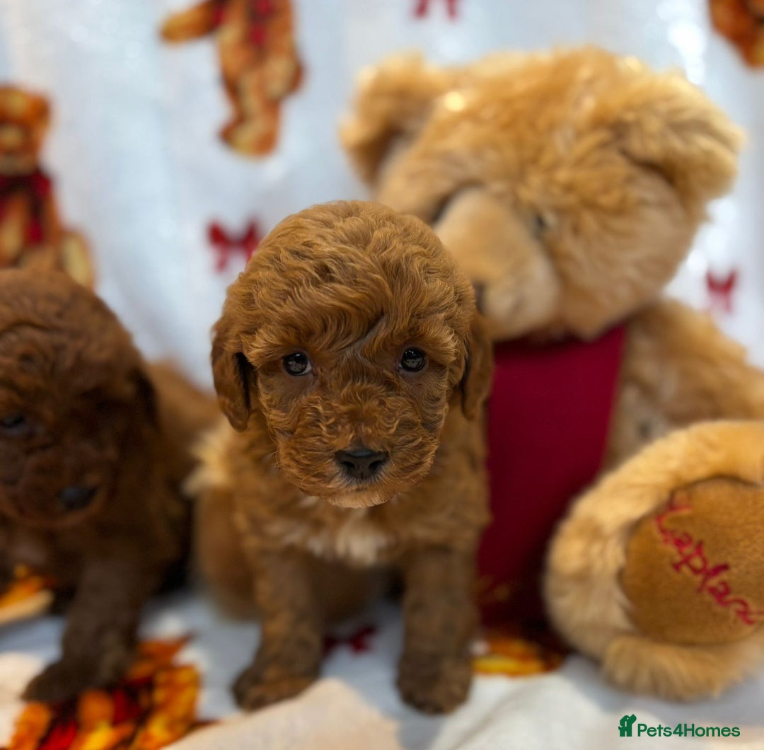 Cockapoo dogs for sale: Health Clear Cockapoos - Advert 5