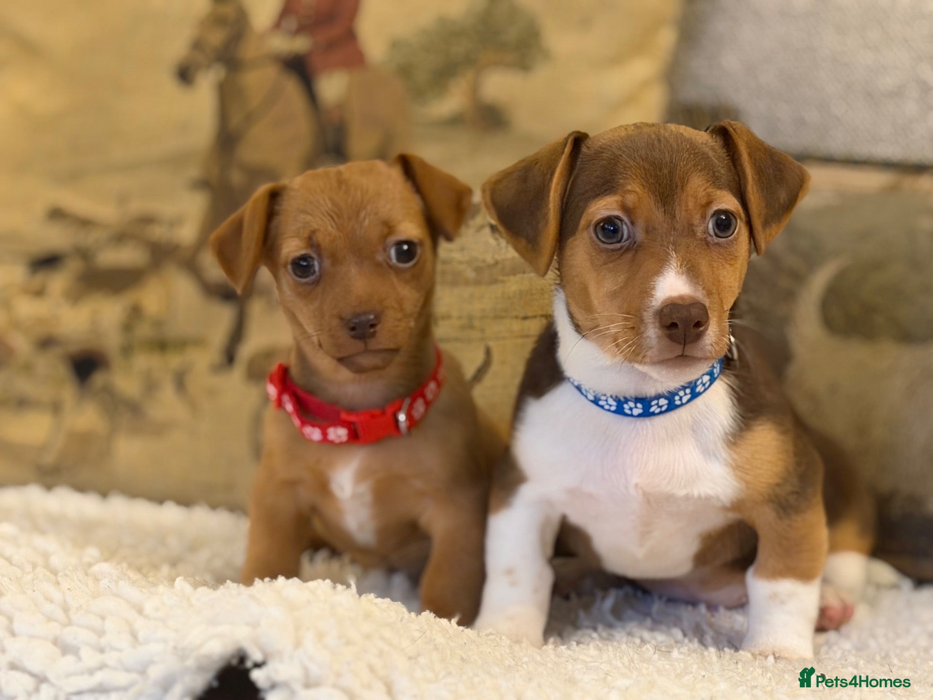 Jackshund dogs Two gorgeous daxi jacks ready now  - Advert 1