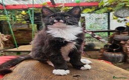 Maine Coon cats for sale: BLACK AND WHITE Maine Coons  - Image 9