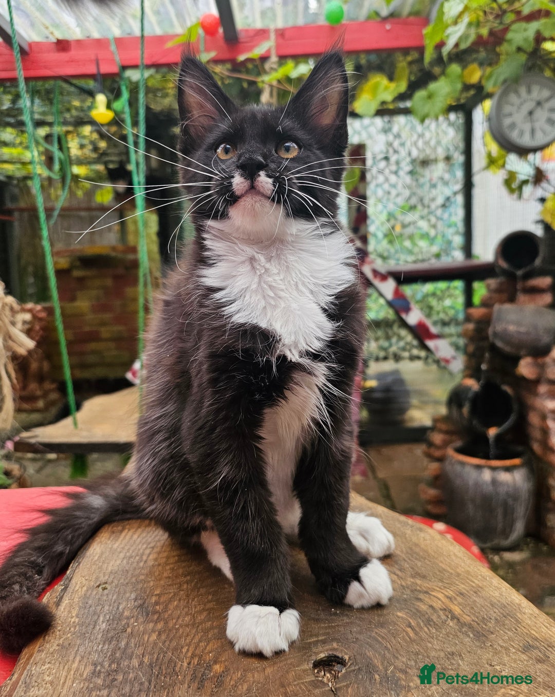 Maine Coon cats for sale: BLACK AND WHITE Maine Coons  - Image 9