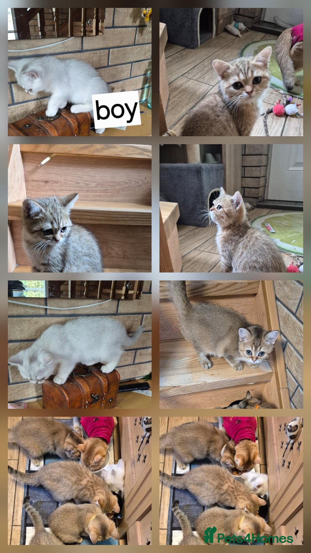 British Shorthair cats for sale: British Shorthairs  - Advert 2