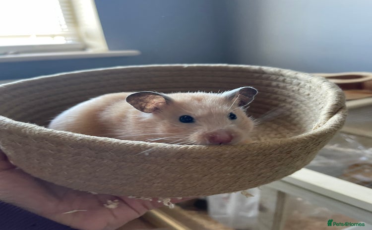 Hamster rodents Pedigree, tame Syrian hamster   - Advert 1