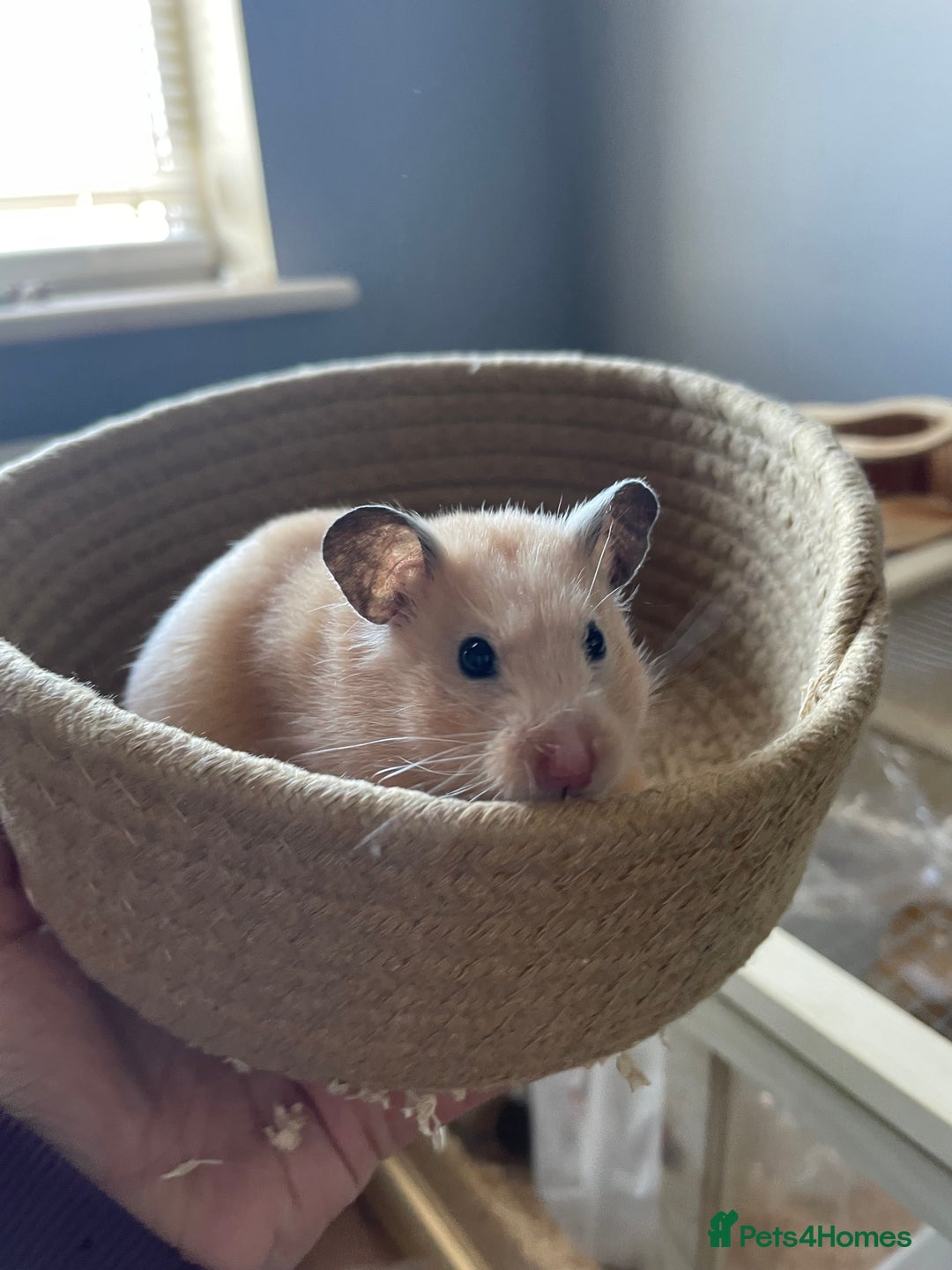 Hamster rodents for sale: Pedigree, tame Syrian hamster   - Advert 1