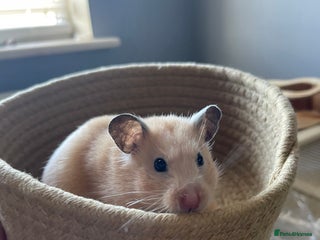 Hamster rodents Pedigree, tame Syrian hamster - Advert 1