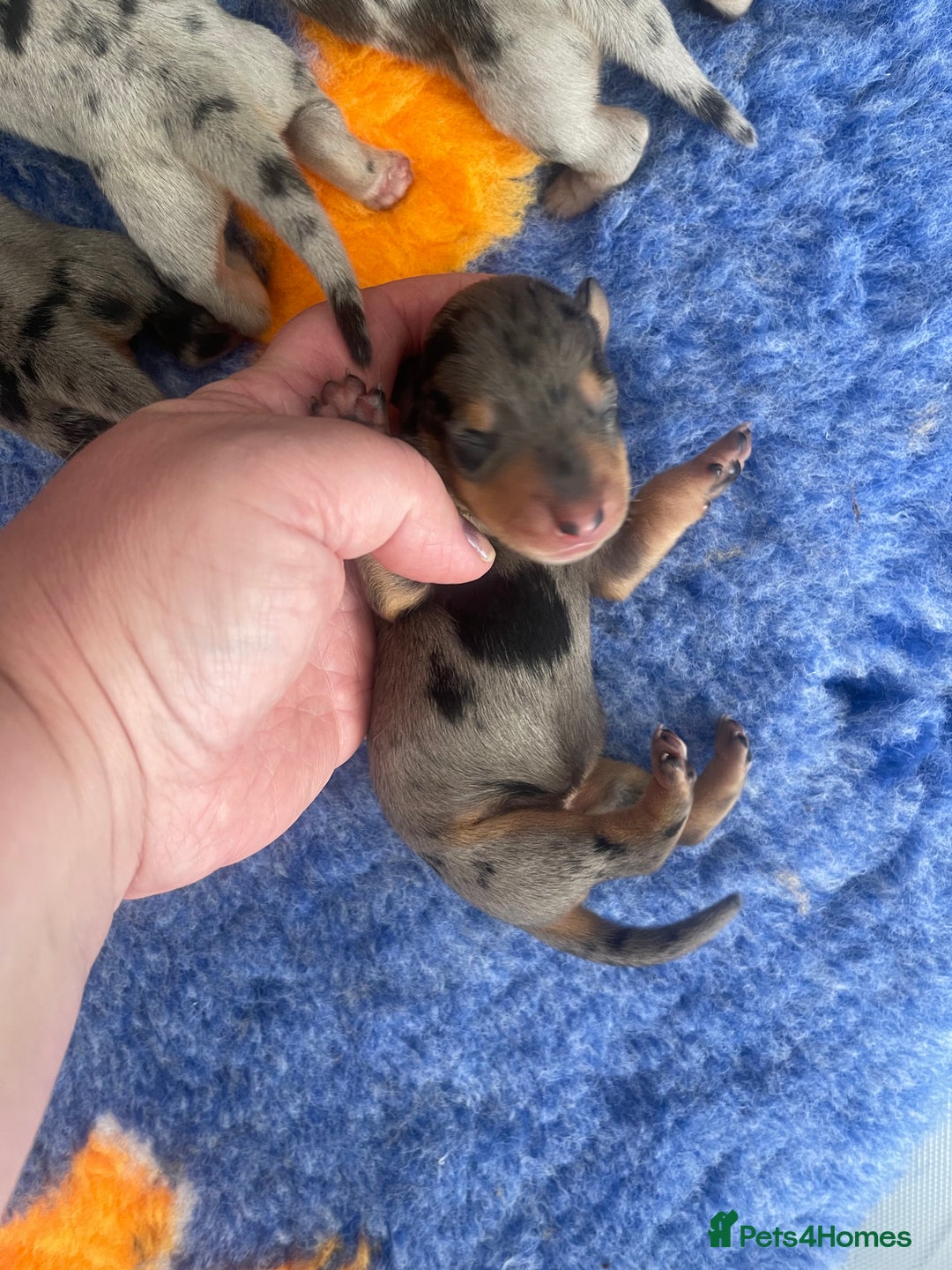 Miniature Dachshund dogs for sale: Pra clear mini smooth dachshund pups - Image 9