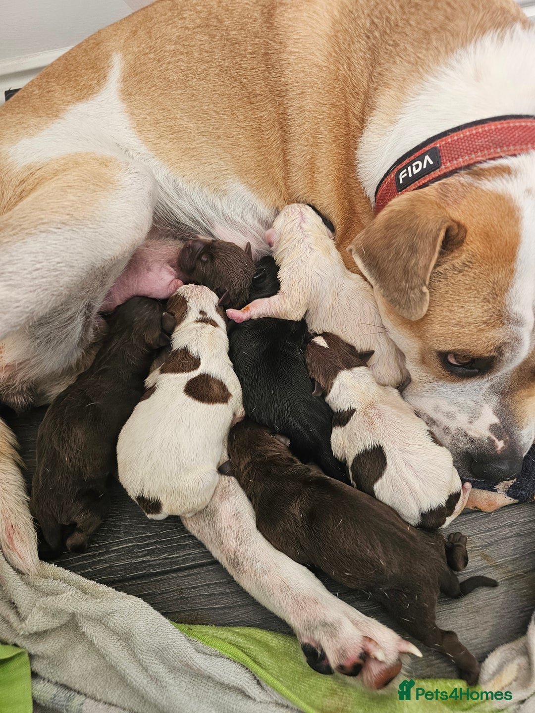 Mixed Breed dogs for sale: Bull pei/Labrador  - Advert 9