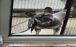 French Bulldog dogs for sale: French bull dog - Image 5