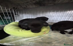 Patterjack dogs for sale: 4 lovely patterjacks  - Image 23