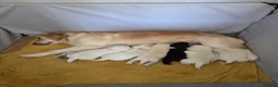 Goldador dogs for sale: Beautiful Goldador puppies  in Castle Douglas - Advert 1