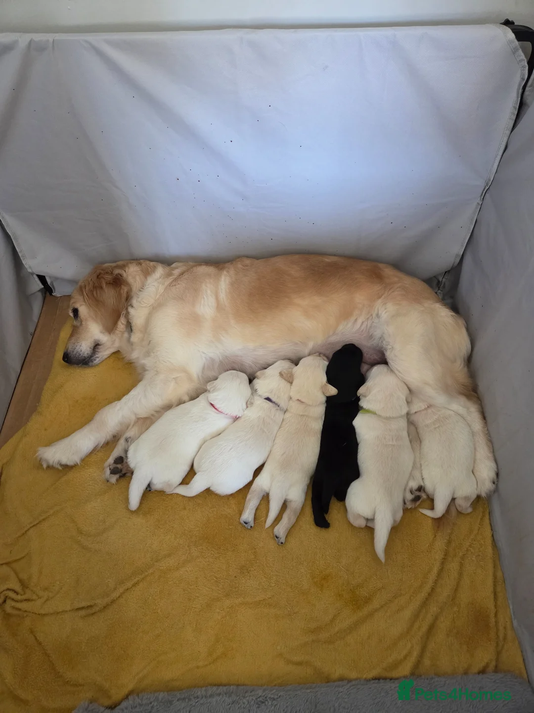 Goldador dogs for sale: Beautiful Goldador puppies  in Castle Douglas - Advert 1