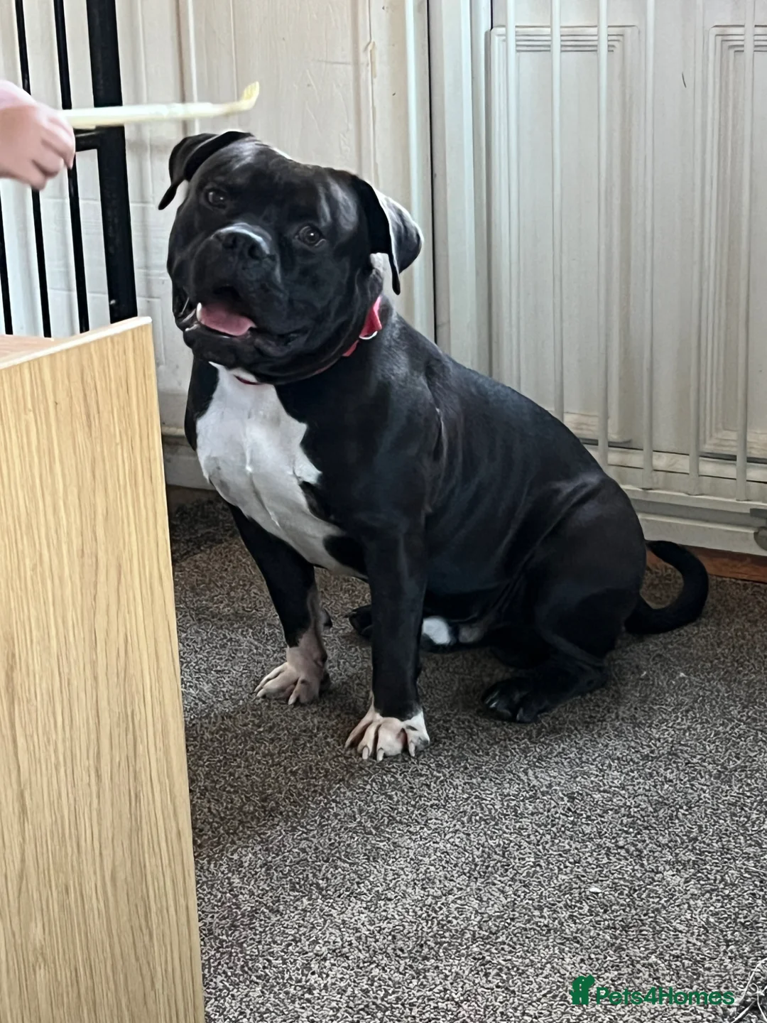 American Bully dogs for sale: American Bully Standard  in Leicester - Advert 2