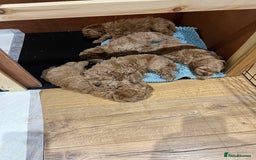 Mixed Breed dogs for sale: Gorgeous Malshipoo puppies  - Image 2