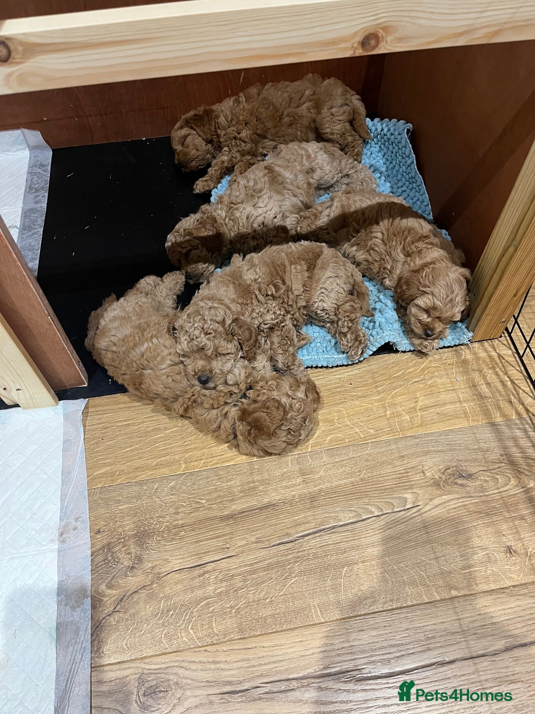 Mixed Breed dogs for sale: Gorgeous Malshipoo puppies  - Image 2