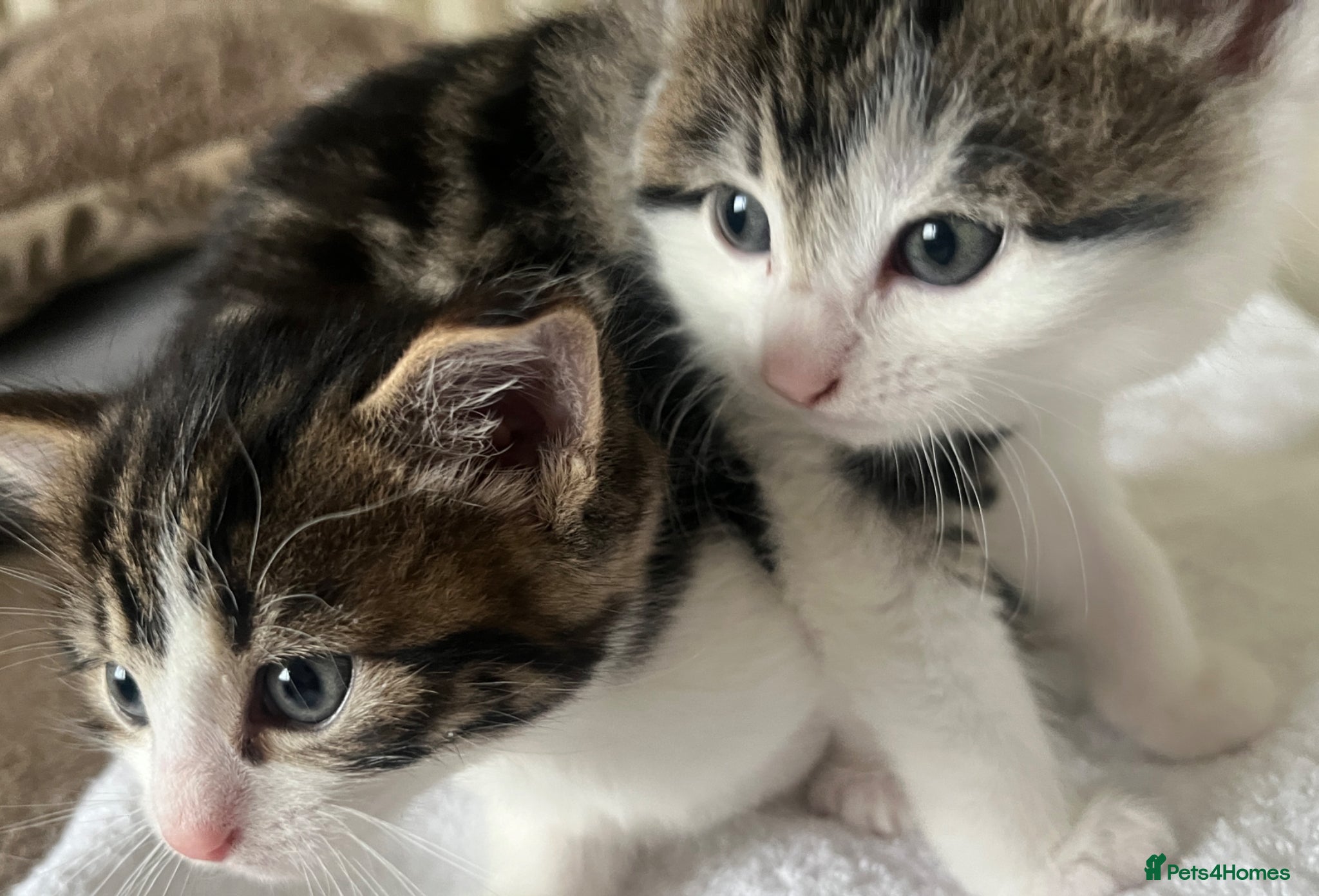 British Shorthair cats British Shorthair cross Kittens - Advert 18