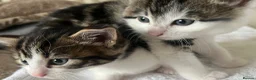 British Shorthair cats for sale: British Shorthair cross Kittens.Ready now.   - Advert 10