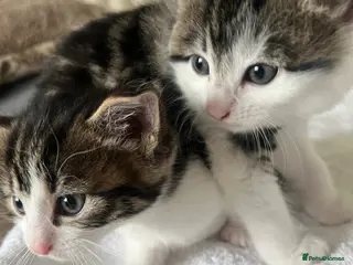 British Shorthair cats British Shorthair cross Kittens - Advert 18