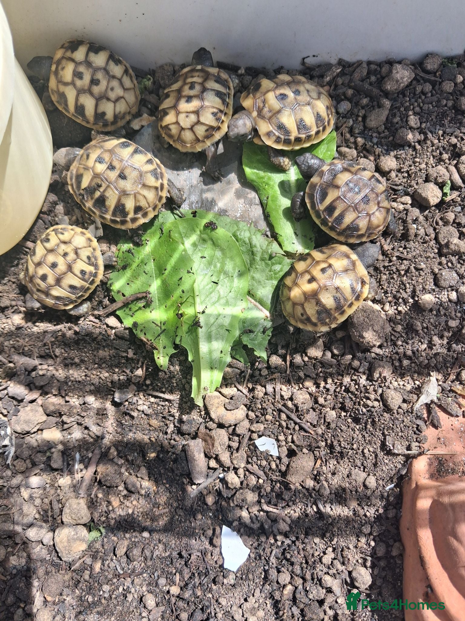 Hermann Tortoise reptiles Baby tortoises for sale, U.K bred. - Advert 5