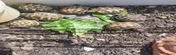 Hermann Tortoise reptiles for sale: Last 2, Hermann tortoises, UK bred. - Advert 9