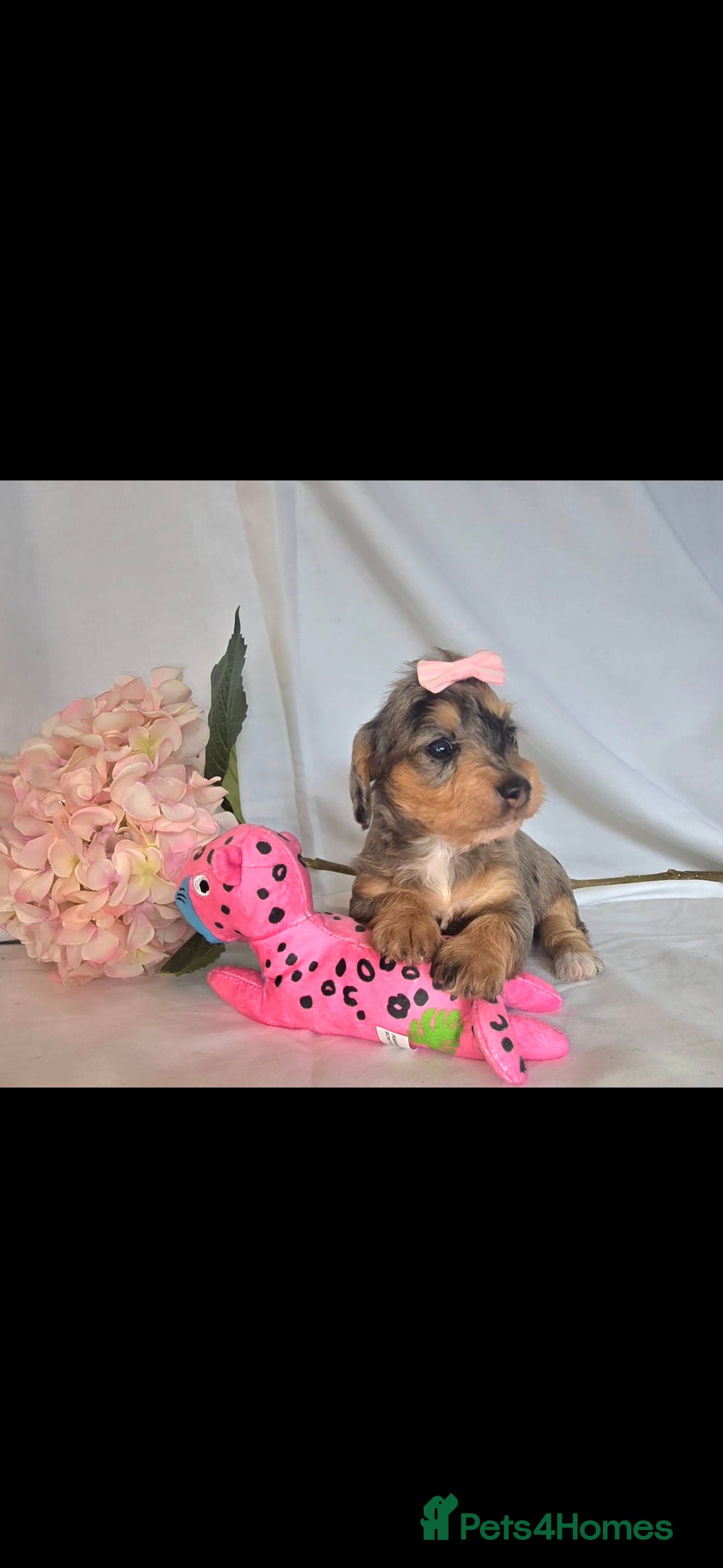 Mixed Breed dogs for sale:  miniature dachshund cross toy poodle doxiepoo   - Image 18