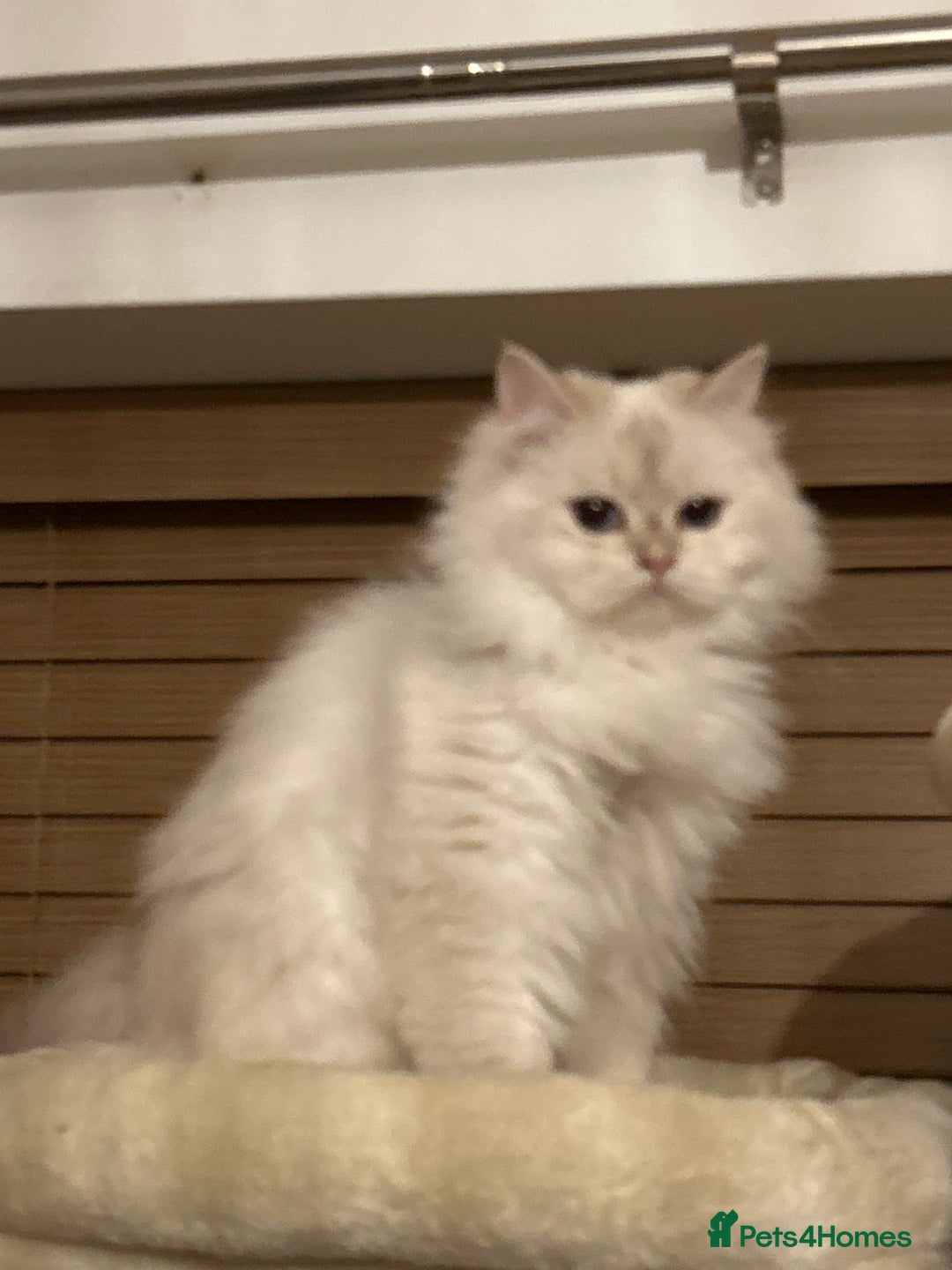 British Longhair cats for sale: 10 month cute British longhair kitten for sale  - Advert 2