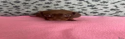 Dachshund dogs for sale: 🐾 Gorgeous Mini Dachshund Puppies-Come meet them! - Advert 9