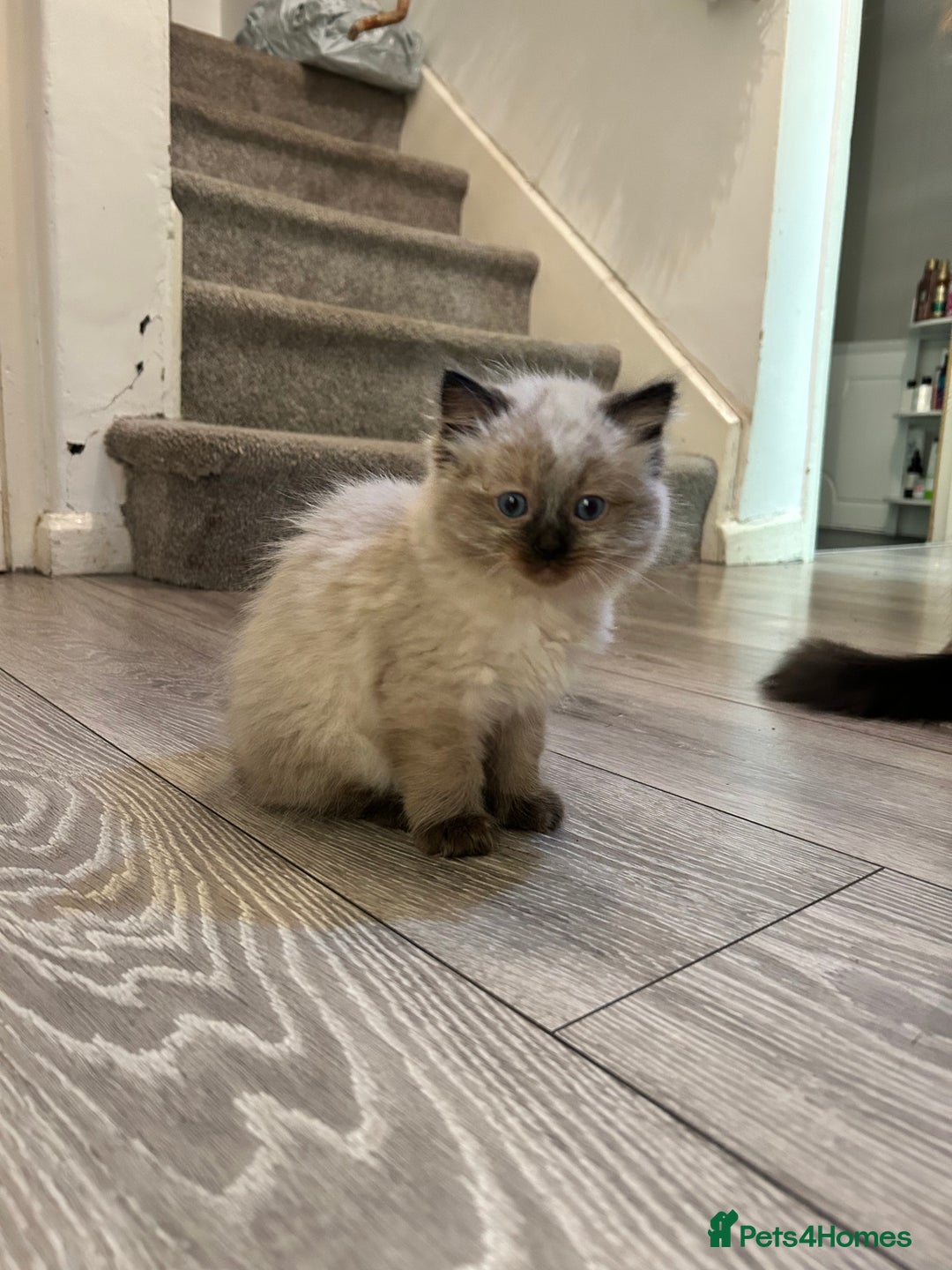 Ragdoll cats for sale: Ragdoll Kittens  - Advert 11