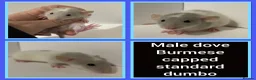 Rat rodents for sale: Adorable Baby Rats for Sale xx - Advert 11