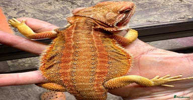 Bearded Dragon reptiles - Advert 4