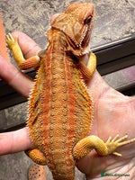 Bearded Dragon reptiles - Advert 4