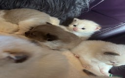 Ragdoll cats for sale: Tortie flame mink sepia tica  - Image 10