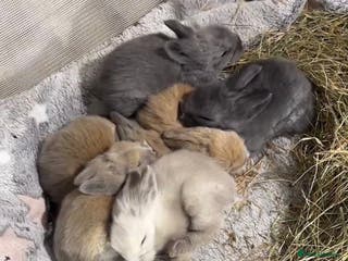 Lionhead rabbits Adorable Lionhead bunnies - Advert 9